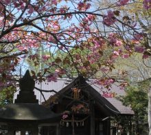 社殿と桜